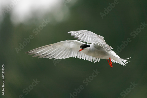  Common Tern (Sterna hirundo) in flight. Gelderland in the Netherlands.                                                                             
