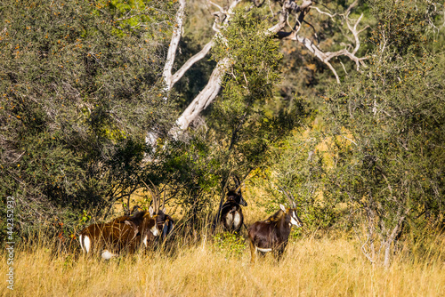 A herd of rare sable antelopes (Hippotragus niger) in african forest. Okavango delta, Botswana.