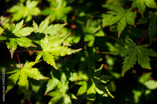 Green Japanese Maple Foliage
