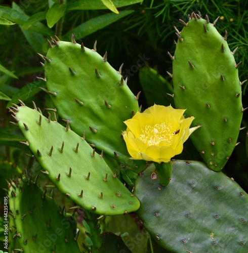 Full view of the yellow flower and spiny pads of the Eastern Prickly Pear Cactus (Opuntia humifusa) with pollinator in flower. © maria t hoffman