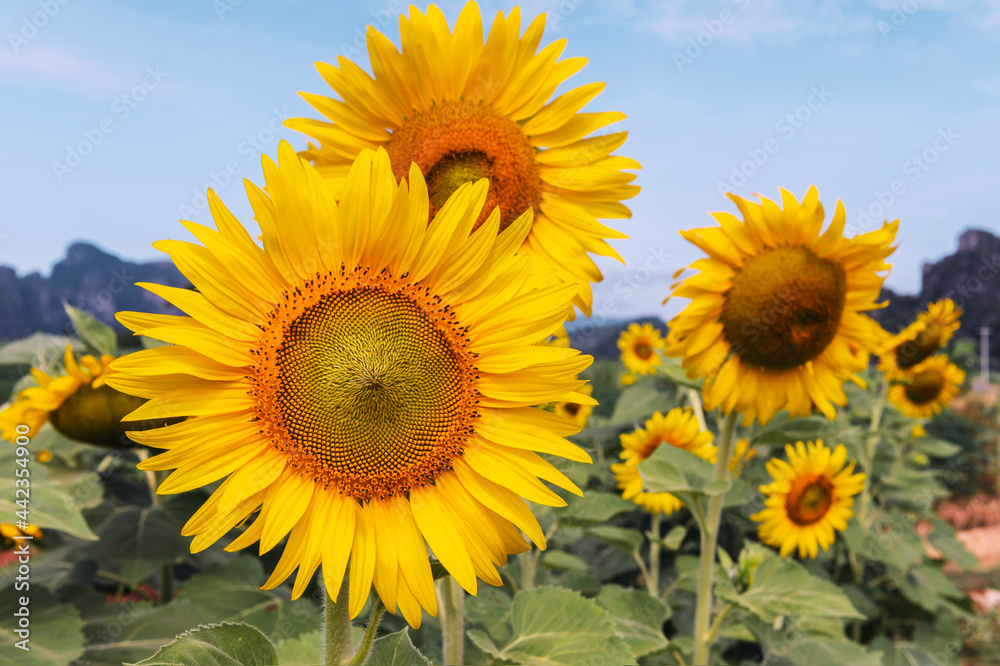 sunflower in field with sunshine and blue sky background sunflower in field with sunshine and blue sky background