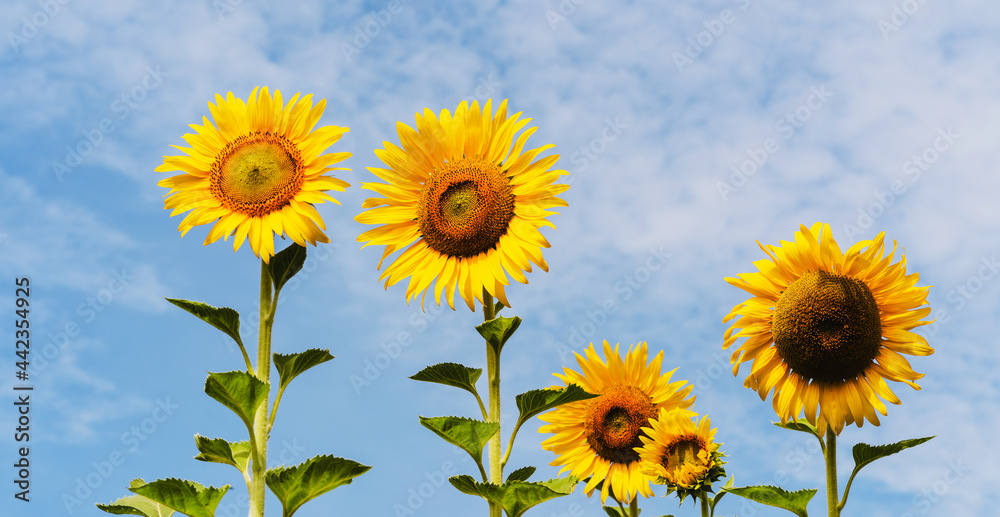Fototapeta premium sunflower in field with sunshine and blue sky background