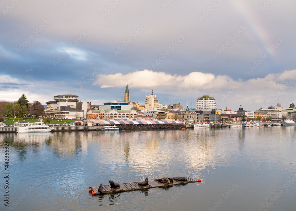 View of the market in Valdivia, Los Ríos Region from across the Calle-Calle River with a rainbow in the background and sea lions in a raft in the foreground