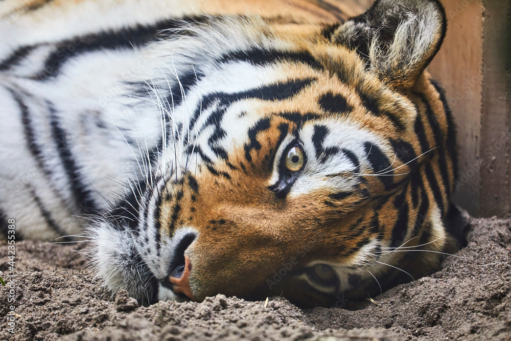 Obraz premium Beautiful Siberian tiger while dozing