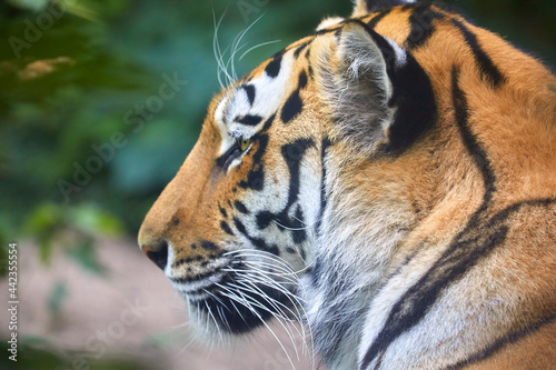 Fototapeta Naklejka Na Ścianę i Meble -  Beautiful Siberian tiger while dozing