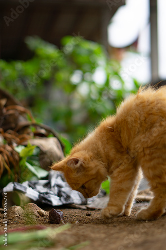 orange kitten looking for food