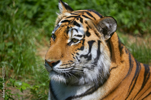 Beautiful Siberian tiger while dozing