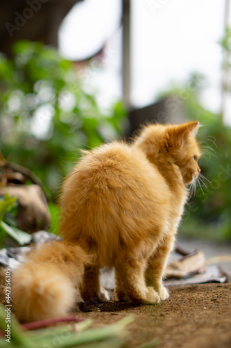 a kitten who is pooping