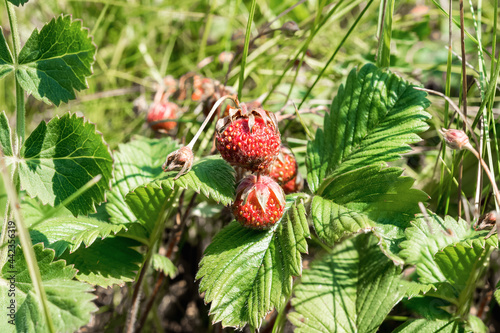 Beauty is in nature. Ripe wild strawberries grow in the thick grass in the clearing. Natural background.