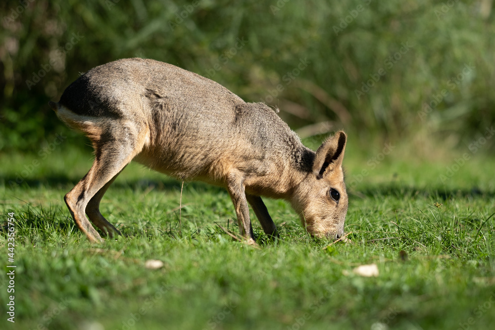 Fototapeta premium Mara Patagonia