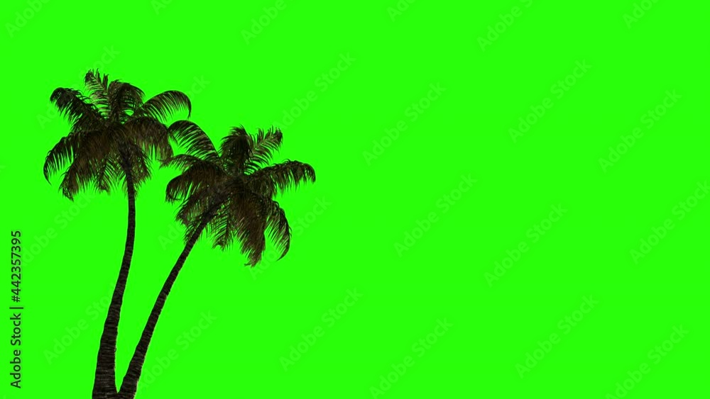 

Animation of two palm trees in the wind on a green screen. Green screen is good for keying.