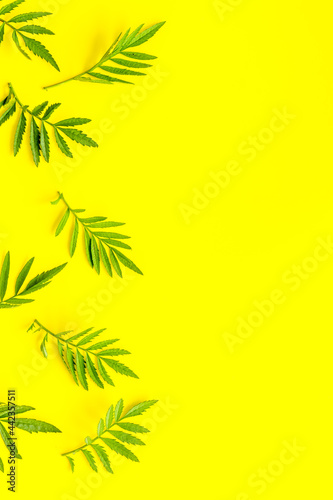 Layout of trees leaf branches. Floral background top view