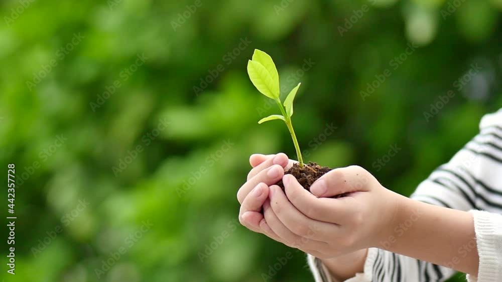 Happy Asian Child Holding Young Plant In Hands With Nature Background Happy Asian Child Holding Young Plant In Hands With Nature Background