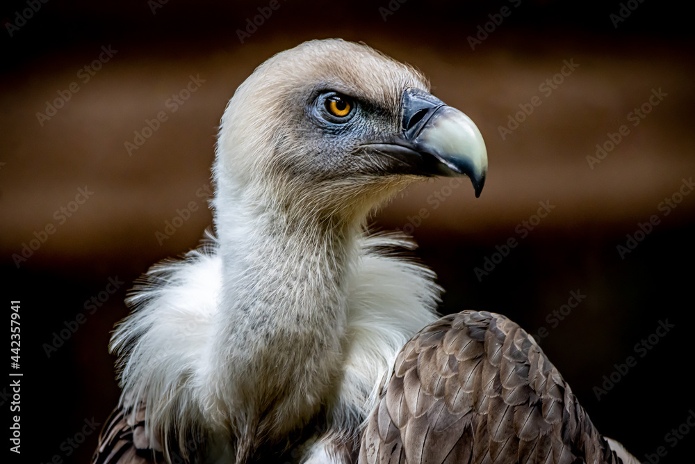 Vulture closeup of the head and beak