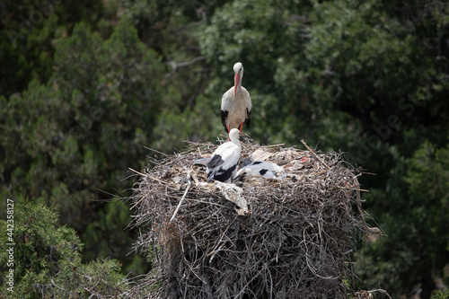 stork returning to their nests in the spring months, the stork's nest, the two storks