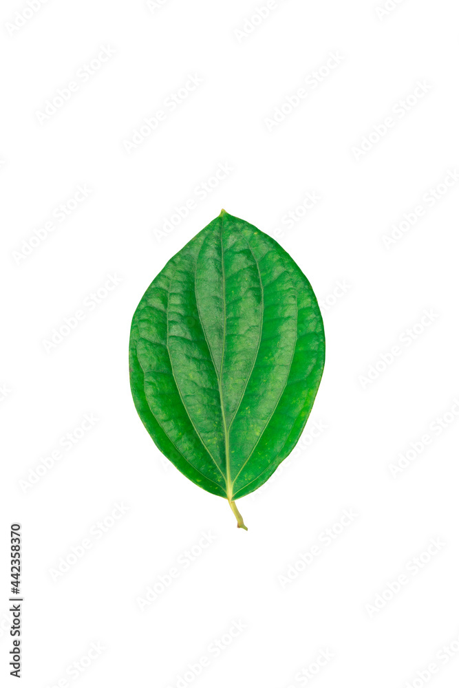 fresh green pepper leaves isolated on white background fresh green pepper leaves isolated on white background