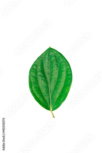 fresh green pepper leaves isolated on white background 