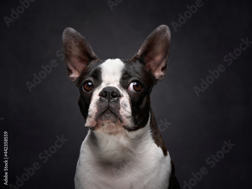 portrait of a dog on a black background. Attentive Boston Terrier © annaav