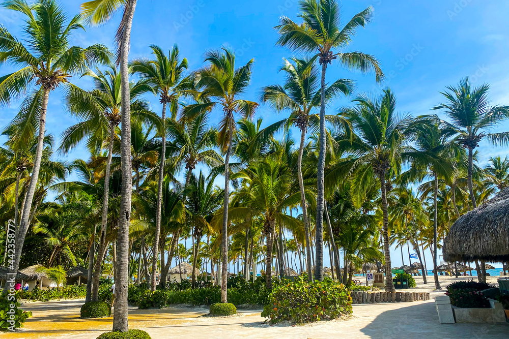 tropical beach with palm trees. Holidays in the Caribbean tropical beach with palm trees. Holidays in the Caribbean