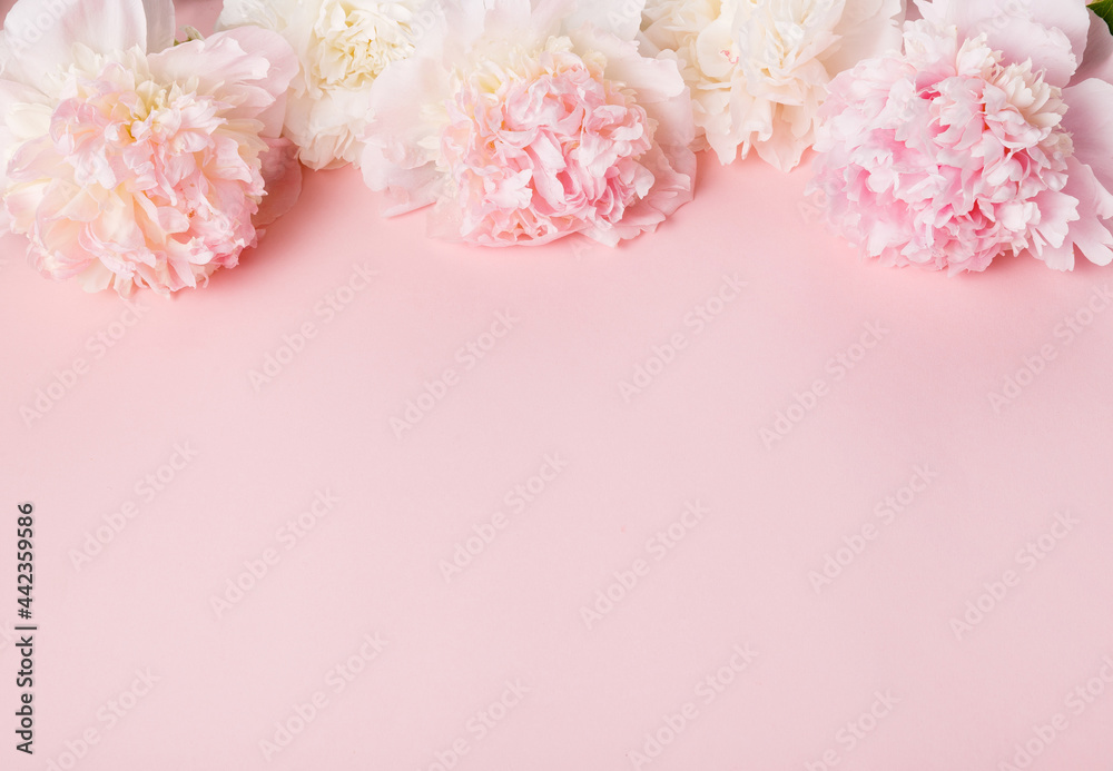Festive flower pink peony composition on the pink background. Overhead top view, flat lay. Copy space. Festive flower pink peony composition on the pink background. Overhead top view, flat lay. Copy space.