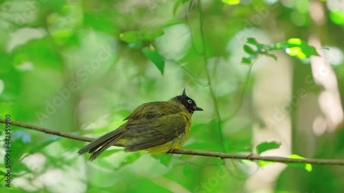 Black-capped bulbul (Rubigula melanicterus), or black-headed yellow bulbul  photo