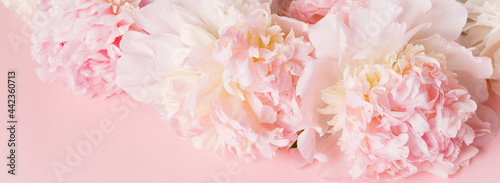 Fototapeta Naklejka Na Ścianę i Meble -  Romantic banner, delicate white peonies flowers close-up. Fragrant pink petals
