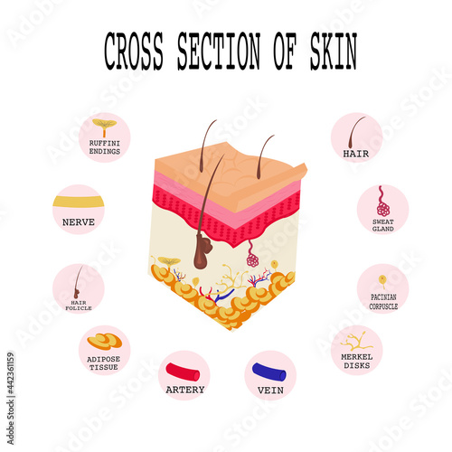 Cross section of Human skin.Layered epidermis with hair follicle, squamous ,basal cells,adipose tissue,Krause end bulbs,nerve,blood ,Merkel disks,artery,vein,sweat gland,pacinian corpuscle, matrix. photo