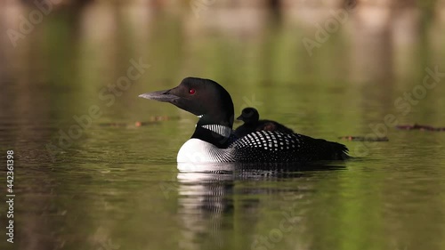 Common Loon Wail Call Sound in Maine Video Clip 