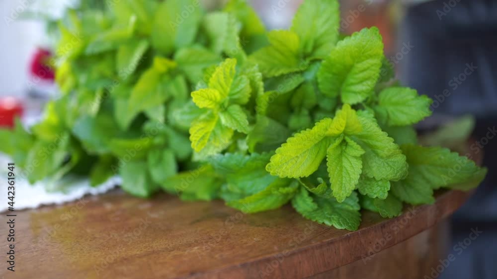 Fresh Green Mint leaves closeup Fresh Green Mint leaves closeup