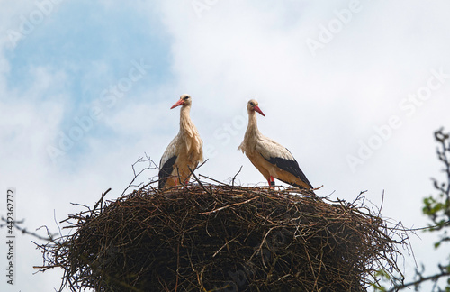 a nest with couple of stork
