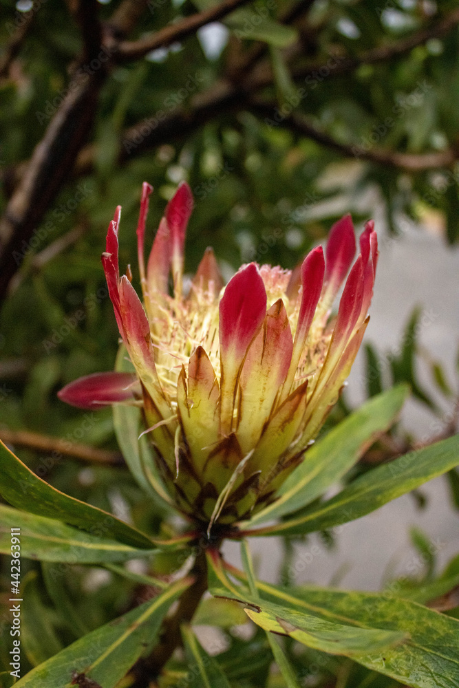 Fototapeta premium King Protea