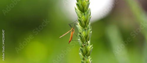 Tiny mosquito, close up, insect fly, resting on a green unripe ear of wheat on a soft green background. Macro Home of insects. photo