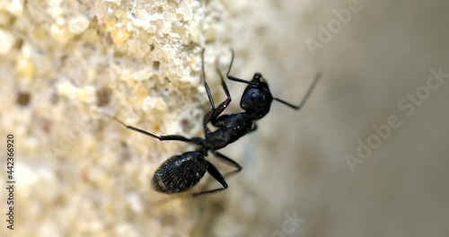 Big Black Ant On A Wall. Close Up View Macro Shot - DCi 4K Resolution
