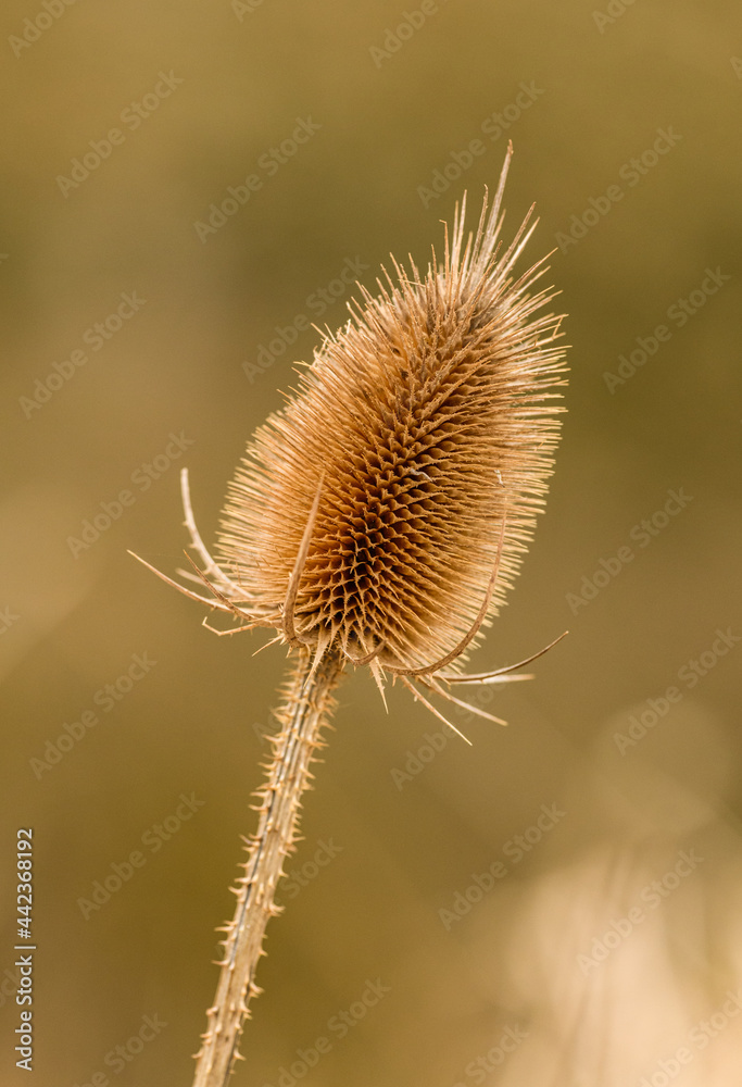dry flower head of wild teasel or fuller's teasel (Dipsacus fullonum) dry flower head of wild teasel or fuller's teasel (Dipsacus fullonum)