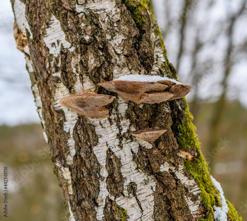 polypores on birch tree stem