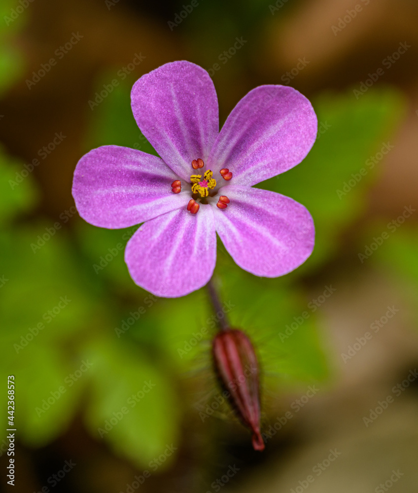 detail flower of herb-Robert, red robin, death come quickly, stinking Bob, squinter-pip, crow's foot, or fox or Roberts geranium (Geranium robertianum) detail flower of herb-Robert, red robin, death come quickly, stinking Bob, squinter-pip, crow's foot, or fox or Roberts geranium (Geranium robertianum)