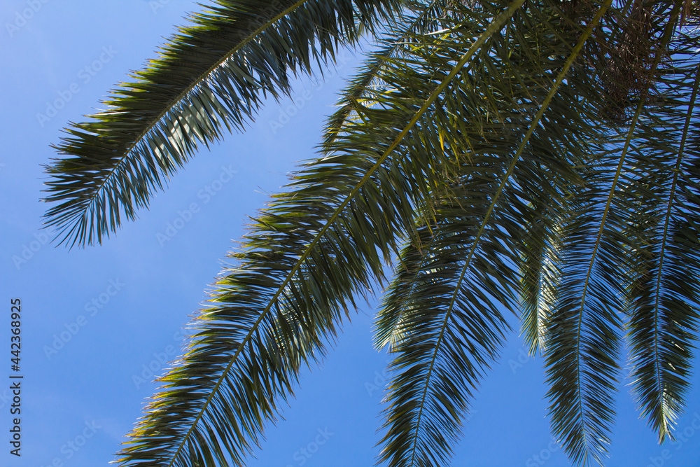 Summer background. Close-up on palm leaves against blue sky on the sunny day.