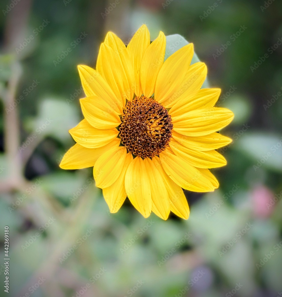 bee on flower bee on flower