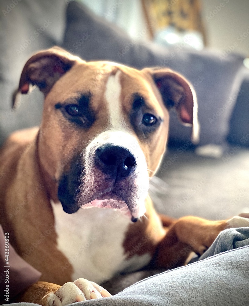portrait of a dog portrait of a dog