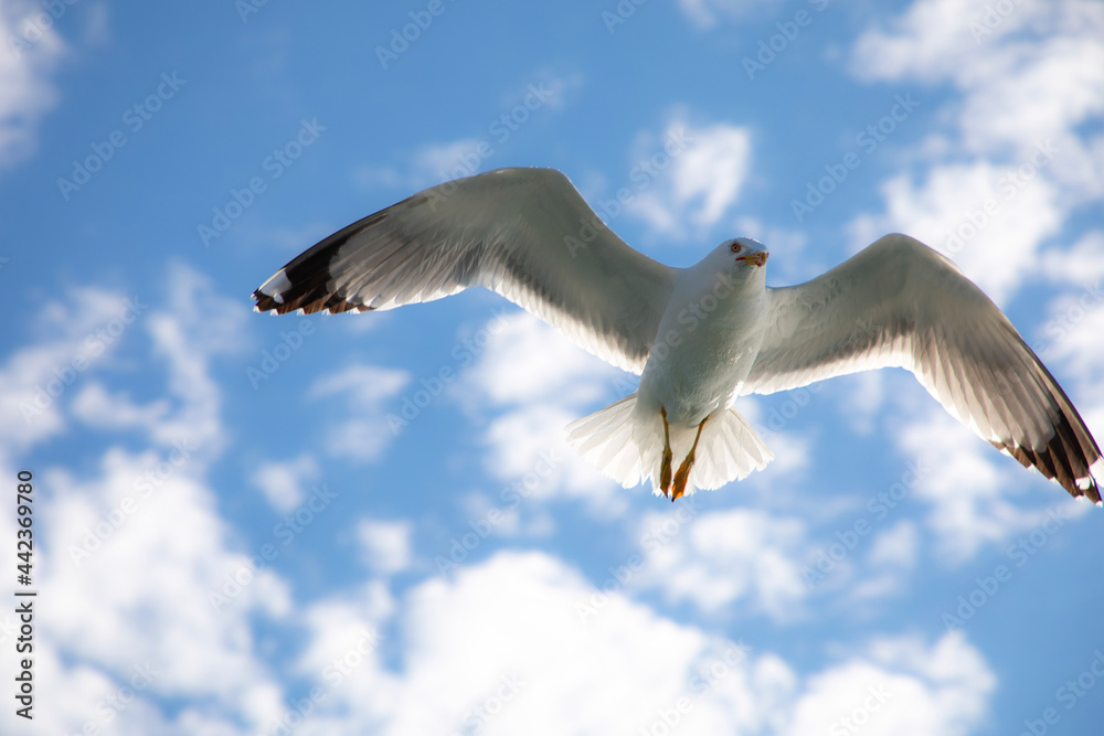 Fototapeta premium seagull in flight, fliegende Möwe