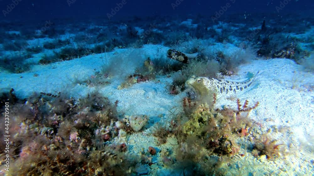 Wildlife undersea - Spiderfish quiet over a sand seabed Wildlife undersea - Spiderfish quiet over a sand seabed