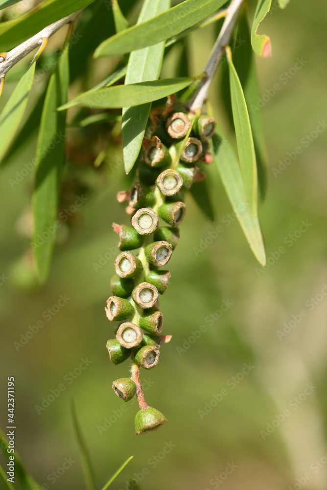 Fototapeta premium graines de callistemon