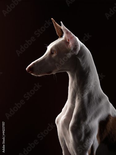 dog on a dark background in the studio. Slim spanish greyhound, podenko ibitsenko © annaav