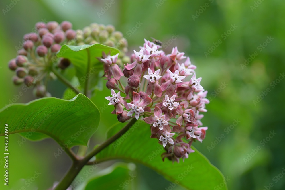 Common Milkweed (Asclepias syriaca), blooming flowering in garden. Common Milkweed (Asclepias syriaca), blooming flowering in garden.