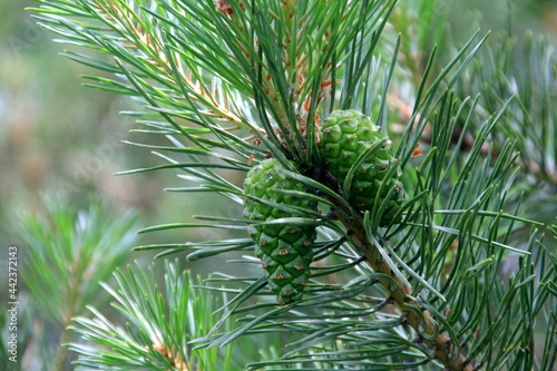 Green Pine Cones. Young green pine cones close-up on a tree 