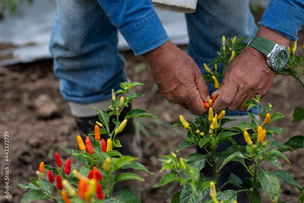 Naklejka premium Siembra y recolección de ají 
