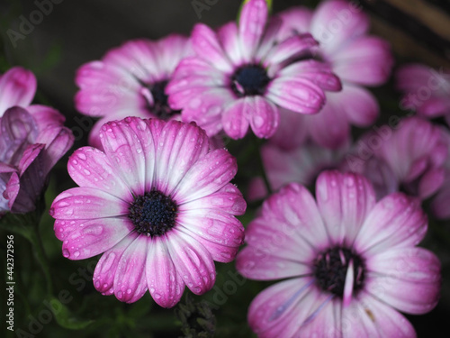 The Purple Flowers in the Rain