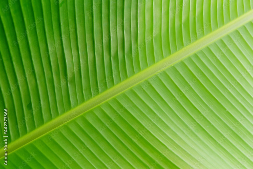 close up banana leaf texture for background or wallpaper close up banana leaf texture for background or wallpaper