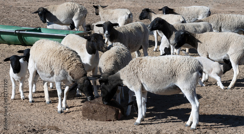 Hunger Doper sheep lick a mallasa block photo