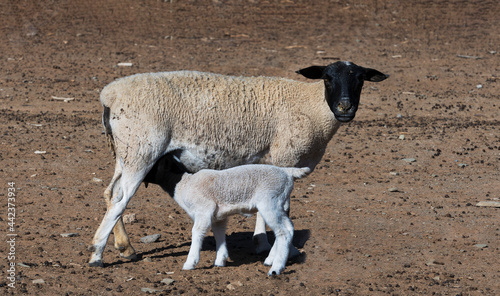 A thirsty Doper lamb enjoys his mother milk photo